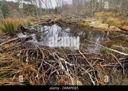 European Beaver (Castor Fiber) Damm am Rande des Aigas Loch, Ort der Wiedereinführung der Demonstration, Inverness-shire, Schottland, April Stockfoto