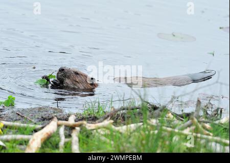 Europäischer Biber (Castor fiber), der am Abend im Aigas Field Centre auf gefallenem Aspen (Populus tremula) und Blätter am See füttert. Stockfoto