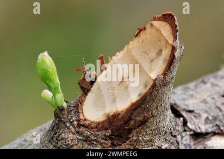 Europäischer Biber (Castor Fiber), der Weidenzweig zeigt, wie er am Rand des Aigas Loch mit frühmorgendlichem Nebel wächst. Stockfoto