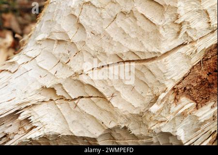 Europäische Biber (Castor Fiber) gerillte Zahnspuren auf gefällter Silberbirke (Betula pendula) Bamff Estate, Perth and Kinross, Schottland, April Stockfoto