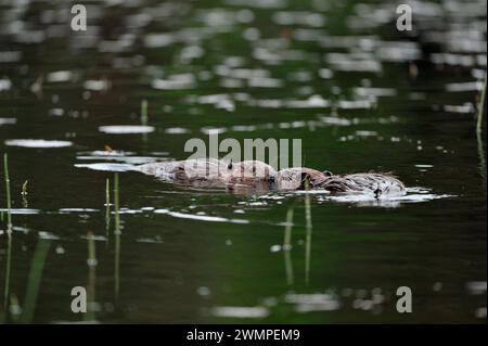 Europäischer Biber (Castor fiber), adulte und Jugendliche, abends auf See im Aigas Field Centre Demonstrationsprojekt zur Wiederansiedlung in Inverness-shire. Stockfoto
