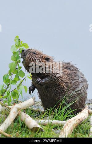 Europäische Biber (Castor Fiber), die am Ufer des Lochs am Aigas Field Studies Centre Aspen fressen, Demonstrationsprojekt zur Wiederansiedlung in Inverness-shire. Stockfoto