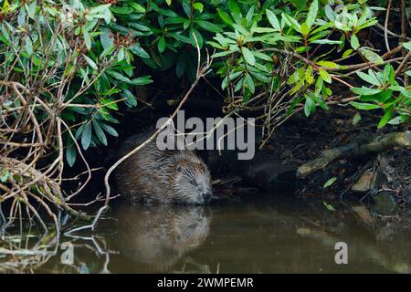 Europäischer Biber (Castor Fiber) Erwachsener in der Nähe einer Lodge, die unter dichtem Rhododendrondickicht in der Abenddämmerung durch einen Teich errichtet wurde. Stockfoto