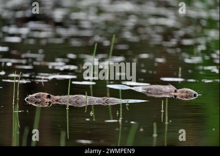 Europäischer Biber (Castor Fiber) zwei Erwachsene, bewegungslos am See am Abend beim Demonstrationsprojekt Aigas Field Centre. Stockfoto
