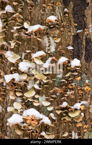 Der South Holston River und Osceola Island während eines Schneereignisses in Bristol, Tennessee. Stockfoto