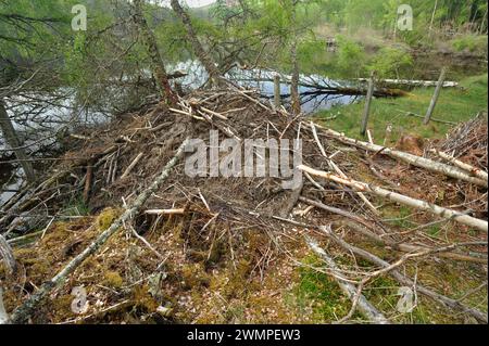 European Beaver (Castor Fiber) Lodge am Rande des Aigas Loch, Ort der Wiedereinführung der Demonstration, Inverness-shire, Schottland, Mai Stockfoto