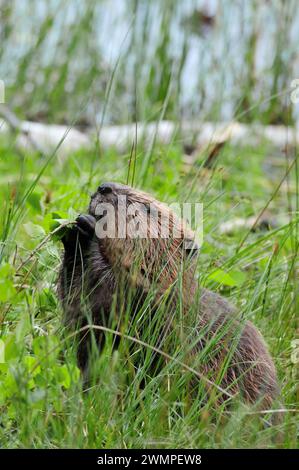 Europäische Biber (Castor Fiber), die Aspen im Aigas Field Centre, europäisches Biberdemonstrationsprojekt zur Wiederansiedlung von Bibern, Inverness-shire, Schottland. Stockfoto