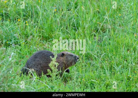 Europäischer Biber (Castor Fiber), der in der Abenddämmerung von Vegetation am Rand eines Teichs lebt, den er durch das Stauen eines Baches, Perthshire, geschaffen hat. Stockfoto
