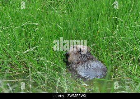 Europäischer Biber (Castor Fiber), der in der Abenddämmerung von Vegetation am Rand eines Teichs lebt, den er durch das Stauen eines Baches, Perthshire, geschaffen hat. Stockfoto