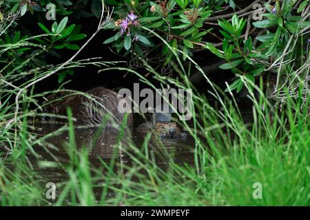 Europäischer Biber (Castor Fiber), Erwachsener mit jungen Bausätzen in der Nähe der Lodge, gebaut unter dichtem Rhododendron-Dickicht in der Abenddämmerung am Teich. Stockfoto