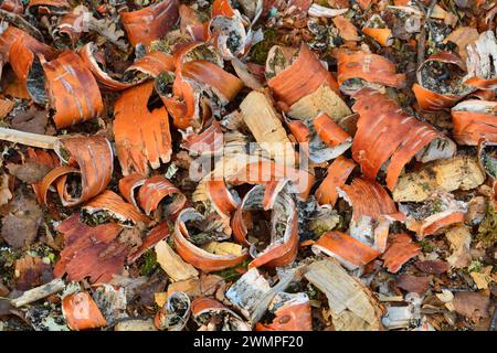 Europäische Biber (Castor Fiber) Späne von Silberbirkenrinde (Betula pendula), die von Bibern neben gefälltem Baum in Perthshire hinterlassen wurden. Stockfoto