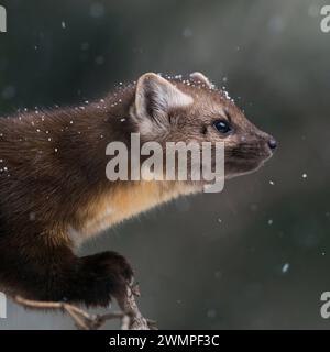 Details Porträt... Amerikanischer Baummarder Martes americana , Fichtenmarder im Winter bei Schneefall, Schneeflocken im Fell, im Baum bei der Jagd auf Singvögel, angespannter Blick *** amerikanischer Kiefernmarder Martes americana bei leichtem Schneefall, sitzend in einem Nadelbaum, Nahaufnahme, Tierwelt, Yellowstone Nationalpark, USA. Wyoming Nordamerika, Vereinigte Staaten von Amerika Stockfoto