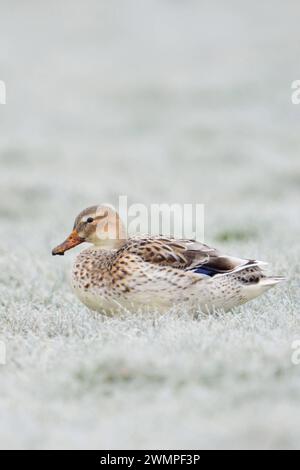 schön gezeichnet... Stockente Anas platyrhynchos , bekannteste und fast überall häufige Wildente, auffällig helle Variante, fast weiß, sitzt auf gefrorenem, mit Raureif überzogenem Rasen im Feld *** Pale Mallard / Wilde Ente Anas platyrhynchos ruhend, sitzend auf rauhfrostbedecktem Grasland, Wildtiere, Europa. Nordrhein-Westfalen Deutschland, Westeuropa Stockfoto