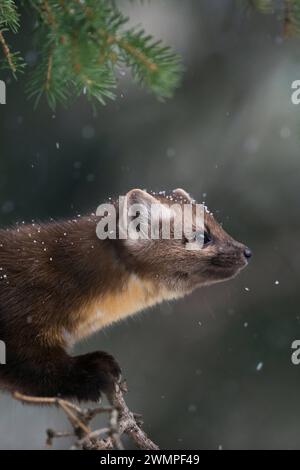 Details Porträt... Amerikanischer Baummarder Martes americana , Fichtenmarder im Winter bei Schneefall, Schneeflocken im Fell, im Baum bei der Jagd auf Singvögel, angespannter Blick *** amerikanischer Kiefernmarder Martes americana bei leichtem Schneefall, sitzend in einem Nadelbaum, Nahaufnahme, Tierwelt, Yellowstone Nationalpark, USA. Wyoming Nordamerika, Vereinigte Staaten von Amerika Stockfoto