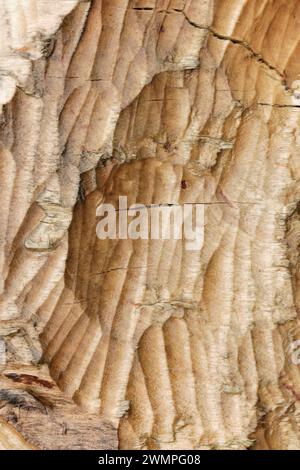 Europäische Biber (Castor Fiber) gerillte Zahnspuren auf gefällter Silberbirke (Betula pendula), Perth and Kinross, Schottland, April Stockfoto