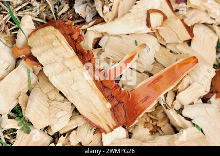 Europäische Biber (Castor Fiber) Späne von Silberbirkenrinde (Betula pendula), hinterlassen von Bibern neben gefällt Baum, Perth und Kinross, Schottland Stockfoto