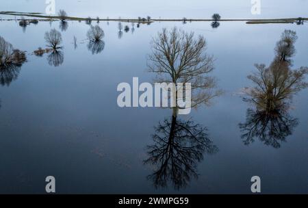 Boizenburg, Deutschland. Februar 2024. Bäume stehen auf einer überfluteten Wiese und spiegeln sich in der Wasseroberfläche. (Luftaufnahme mit Drohne) viele Bauern in Norddeutschland blicken mit zunehmender Sorge auf ihre zum Teil überfluteten oder zumindest nassen Felder und Wiesen. In weiten Teilen Niedersachsens, Mecklenburg-Vorpommerns und Schleswig-Holsteins sind Landwirte derzeit nicht in der Lage, schwere Maschinen auf die überfluteten Böden zu fahren. Quelle: Jens Büttner/dpa/Alamy Live News Stockfoto