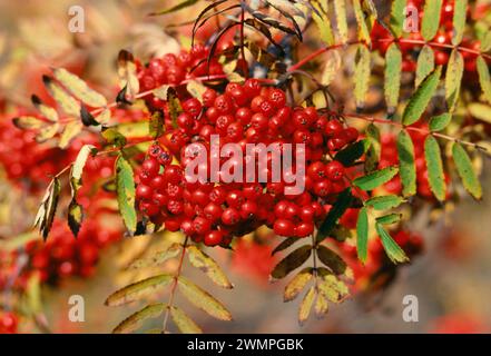 Rowan / Mountain Ash (Sorbus aucuparia) Beeren im Herbst, Glen Affric National Nature Reserve, Inverness-shire, Schottland, September 1987 Stockfoto