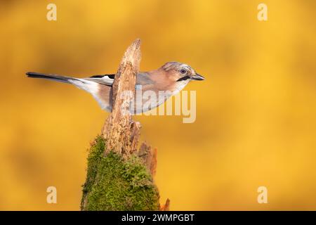 Vogel - eurasischer Jay Garullus glandarius auf erstaunlichem herbstgelben Hintergrund, Tierwelt Polen Europa Stockfoto