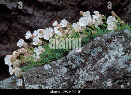 Sea Campion (Silene maritima)-Klumpen wachsen auf Klippen im St Abbs Head National Nature Reserve, Beerwickshire Scottish Borders, Schottland Juni 2002 Stockfoto