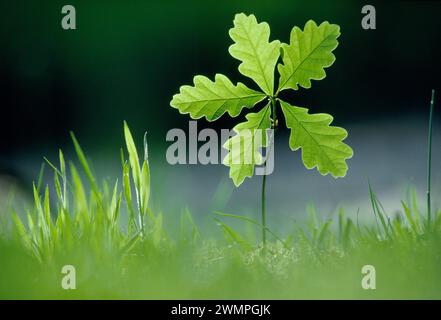 Sessile / Durmast Oak (Quercus petraea) Setzling, fotografiert durch Hinterleuchtung am frühen Morgen, in oakwood, Lochaber, Schottland, Mai 1991 Stockfoto