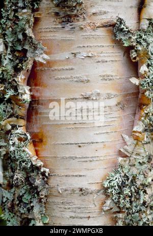 Silver Birch (Betula pendula) Detail der abziehenden Rinde am Stamm, Glen Affric, Inverness-shire, Oktober 1999 Stockfoto