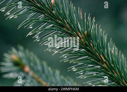 Sitka-Fichte (Picea sitchensis) Nahaufnahme von Nadeln im Regen, Waldplantage, Argyll, Schottland, Juli 1986 Stockfoto