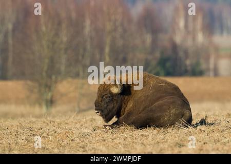 Säugetiere wilde Natur Europäischer Bison Bison bonasus Wisent Herde auf dem Feld Nordosten von Polen, Europa Knyszynska Wald Sonnenuntergang Stockfoto