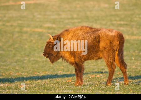 Säugetiere wilde Natur Europäischer Bison Bison bonasus Wisent Herde auf dem Feld Nordosten von Polen, Europa Knyszynska Wald Sonnenuntergang Stockfoto