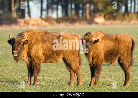 Säugetiere wilde Natur Europäischer Bison Bison bonasus Wisent Herde auf dem Feld Nordosten von Polen, Europa Knyszynska Wald Sonnenuntergang Stockfoto