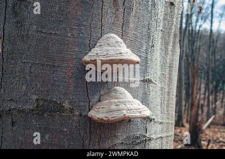 Maulbeerpilze auf einem Baumstamm im Wald. Parasitäre Pilze an einem Baum Stockfoto