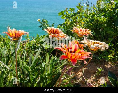 Afrikanische Daisies (Gazania Asteraceae), Frühlingsblumen in Albufeira Old Town on A Cliff by the Sea, Albufeira, Portugal, 20. Februar 2024 Stockfoto