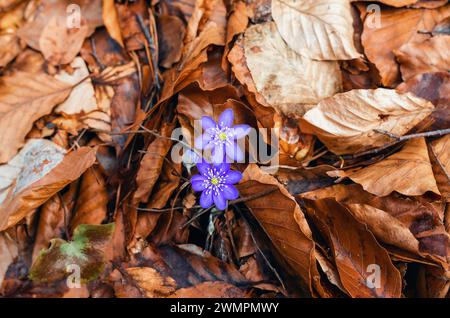 Blaue Blüten der hepatica nobilis unter den gefallenen Blättern im Wald Stockfoto