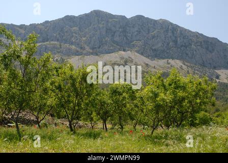 Bernia Berge mit Mandelobstwiesen und wilden Mohnblumen im Frühling, Provinz Alicante, Valencia, Spanien Stockfoto