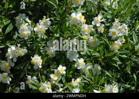 Buschanemone bedeckt mit schönen weißen Blumen, Carpenteria californica, auch bekannt als Baumanemone Stockfoto
