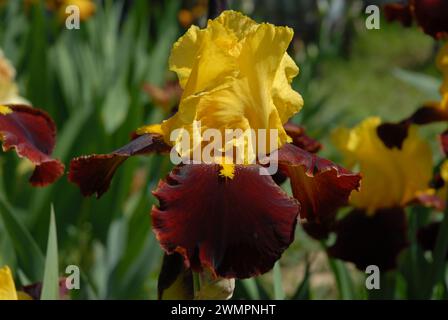 Große Bärtige Iris, Andalou, perfekte Blume, Nahaufnahme Stockfoto