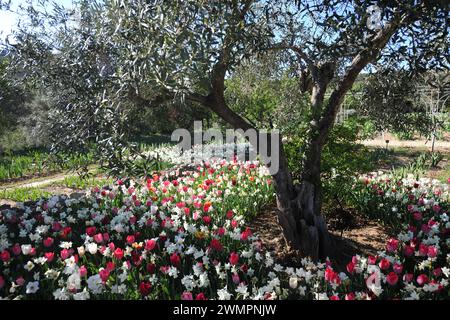 Olivenbaum, der im Frühling mit bunten Tulpen und Narzissen bepflanzt ist Stockfoto