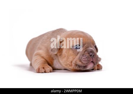 Rot gefärbter französischer Bulldog Hund Welpe auf weißem Hintergrund Stockfoto