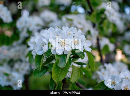 Schöne blühende Birnenzweige mit weißen Blüten und Knospen, die in einem Garten mit blauem Himmel auf dem Hintergrund wachsen. Frühling Natur Hintergrund. Stockfoto