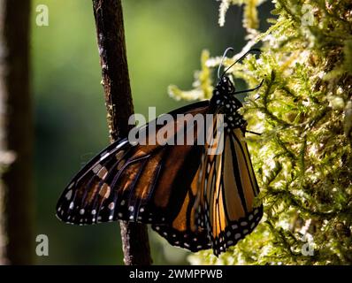 Ein Schmetterling, der auf moosbedeckten Zweigen ruht Stockfoto