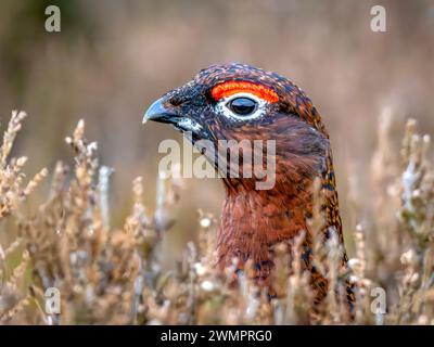 Adulte männliche Rothühner lagopus lagopus scoticus in Winterheidekraut Stockfoto