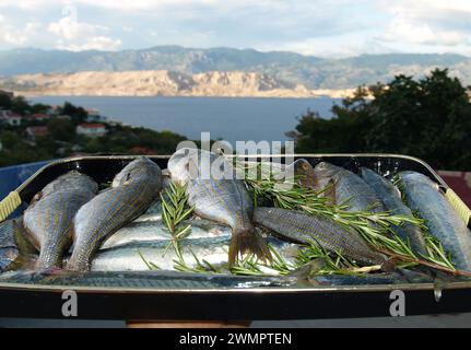 Salpa, haluzinogene Fische aus der adria, SARPA salpa, salema porgy auf Teller mit Rosmarin, frisch, roh, draußen Stockfoto