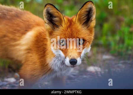 Porträt eines Rotfuchses (Vulpes vulpes) Stockfoto