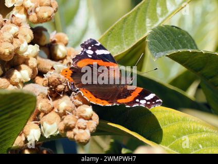 Admiral, Admiral, Vulcain, Vanessa atalanta, atalantalepke, admirálislepke, Budapest, Ungarn, Magyarország, Europa Stockfoto