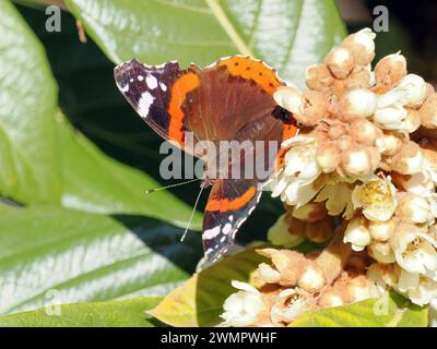 Admiral, Admiral, Vulcain, Vanessa atalanta, atalantalepke, admirálislepke, Budapest, Ungarn, Magyarország, Europa Stockfoto