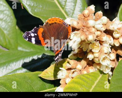 Admiral, Admiral, Vulcain, Vanessa atalanta, atalantalepke, admirálislepke, Budapest, Ungarn, Magyarország, Europa Stockfoto