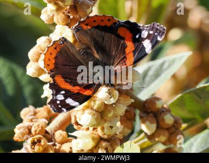 Admiral, Admiral, Vulcain, Vanessa atalanta, atalantalepke, admirálislepke, Budapest, Ungarn, Magyarország, Europa Stockfoto
