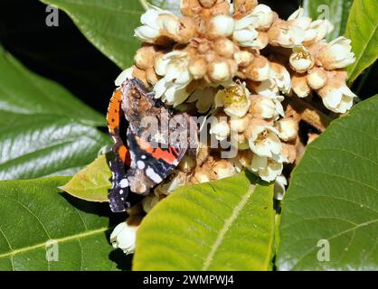Admiral, Admiral, Vulcain, Vanessa atalanta, atalantalepke, admirálislepke, Budapest, Ungarn, Magyarország, Europa Stockfoto