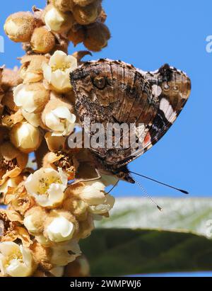 Admiral, Admiral, Vulcain, Vanessa atalanta, atalantalepke, admirálislepke, Budapest, Ungarn, Magyarország, Europa Stockfoto