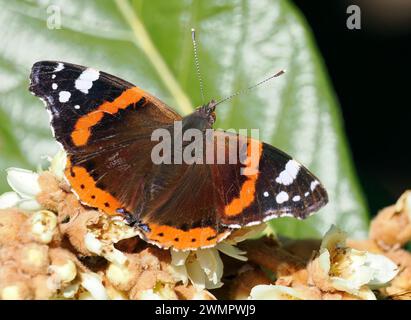 Admiral, Admiral, Vulcain, Vanessa atalanta, atalantalepke, admirálislepke, Budapest, Ungarn, Magyarország, Europa Stockfoto